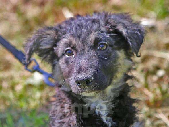 Собаки в Москве: Кудряшка из приюта ищет дом Девочка, Бесплатно - фото 2