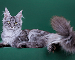 Кошки в Красногорске: Котенок  Девочка, Бесплатно - фото 7