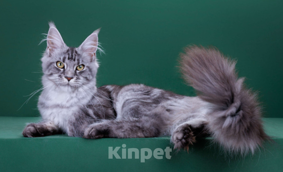 Кошки в Красногорске: Котенок  Девочка, Бесплатно - фото 7