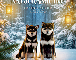 Собаки в других городах Московской области: Щенок мальчик Сиба-Ину (черный ошейник) Мальчик, 100 000 руб. - фото 3