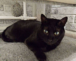 Кошки в Москве: Черничка ищет дом Девочка, Бесплатно - фото 1