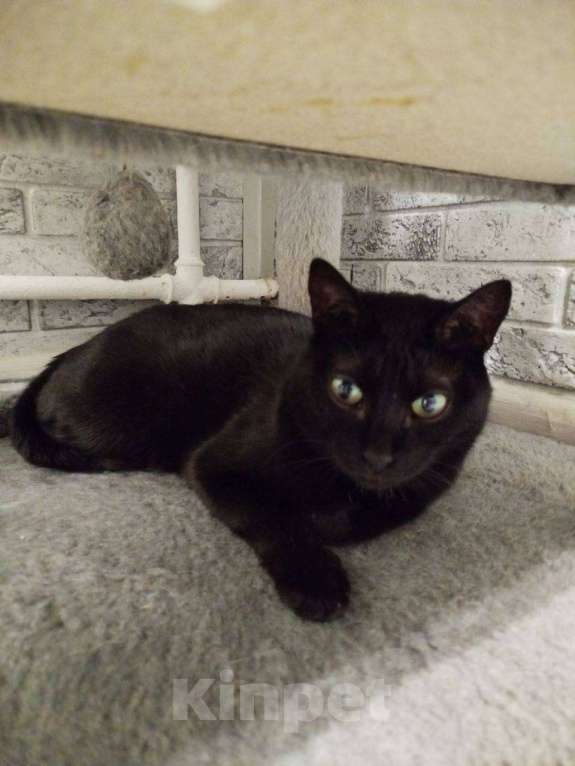 Кошки в Москве: Черничка ищет дом Девочка, Бесплатно - фото 1