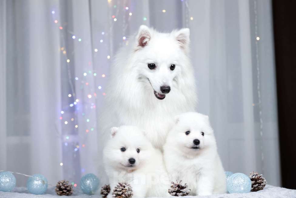 Собаки в Москве: Японский шпиц щенки РКФ  Девочка, 50 000 руб. - фото 8