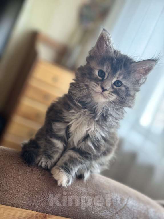 Кошки в Дзержинском: Крупный пирожок Мейн - Кун  Девочка, 11 000 руб. - фото 3