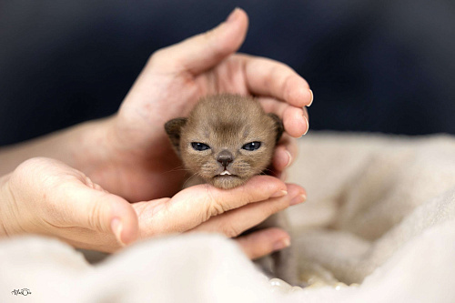 Бурманские котята