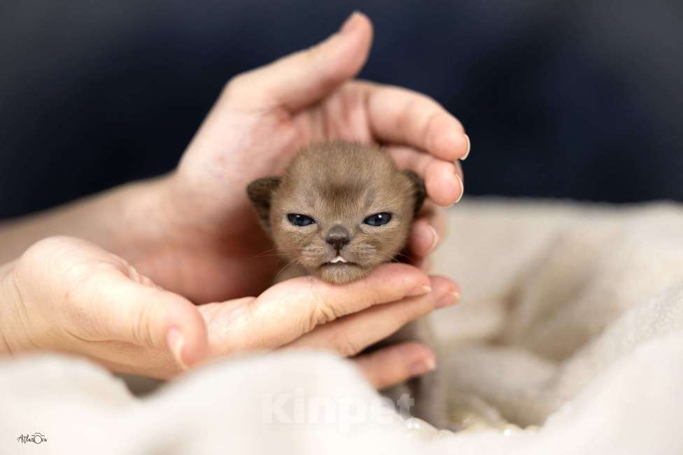 Кошки в Москве: Бурманские котята Девочка, 150 000 руб. - фото 1