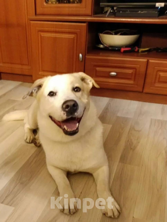 Собаки в Москве: Метис Лабродора и Джек Рассела Мальчик, Бесплатно - фото 3