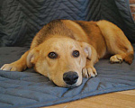 Собаки в Москве: Очаровательнейшая молодая собака Альфа  Девочка, Бесплатно - фото 1