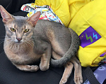 Кошки в Липецке: Абиссинский кот на вязку, 4 500 руб. - фото 9