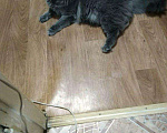 Кошки в Чите: Вязка кот, 1 000 руб. - фото 2