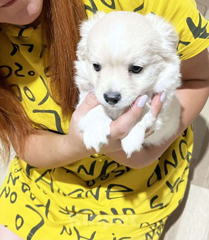 Собаки в Кемерово: Щенок чихуахуа  Мальчик, 15 000 руб. - фото 2