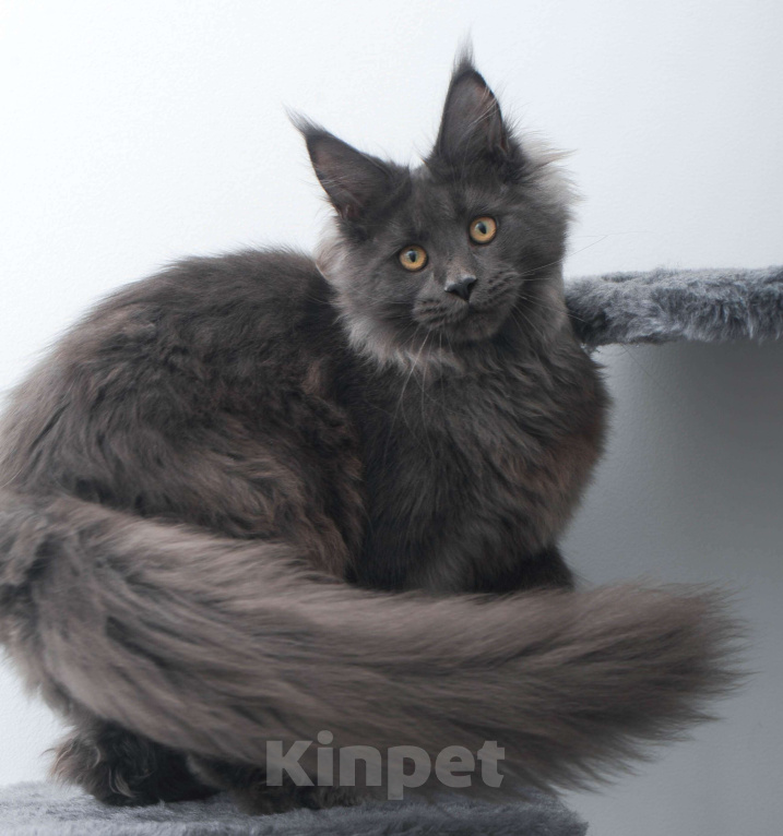 Кошки в Москве: Голубой солид кошечка Девочка, 70 000 руб. - фото 5