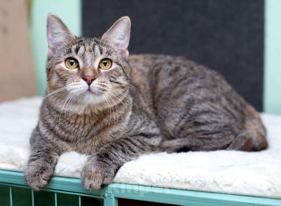 Кошки в Москве: Серая полосатая ласковая котёнок Тея в дар Девочка, 1 руб. - фото 6