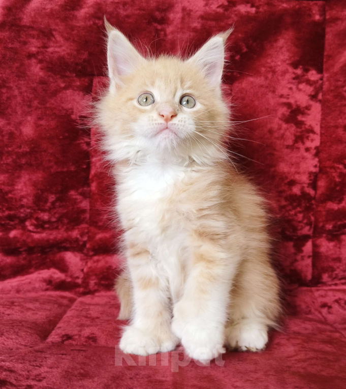 Кошки в Москве: Котёнок Мейн-Кун полидакт Девочка Девочка, 80 000 руб. - фото 4