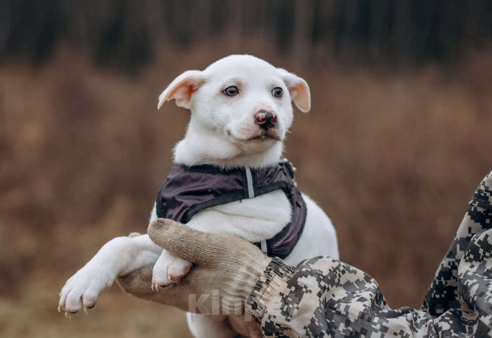 Собаки в Москве: Щенок-мальчик, в добрые руки Мальчик, Бесплатно - фото 7