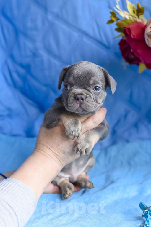 Собаки в Москве: мальчик лилак тан , документы доставка Мальчик, 80 000 руб. - фото 10