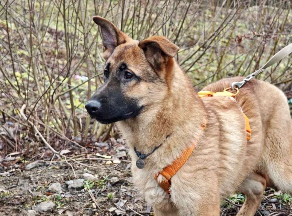 Собаки в Москве: Микки ищет дом Мальчик, Бесплатно - фото 6