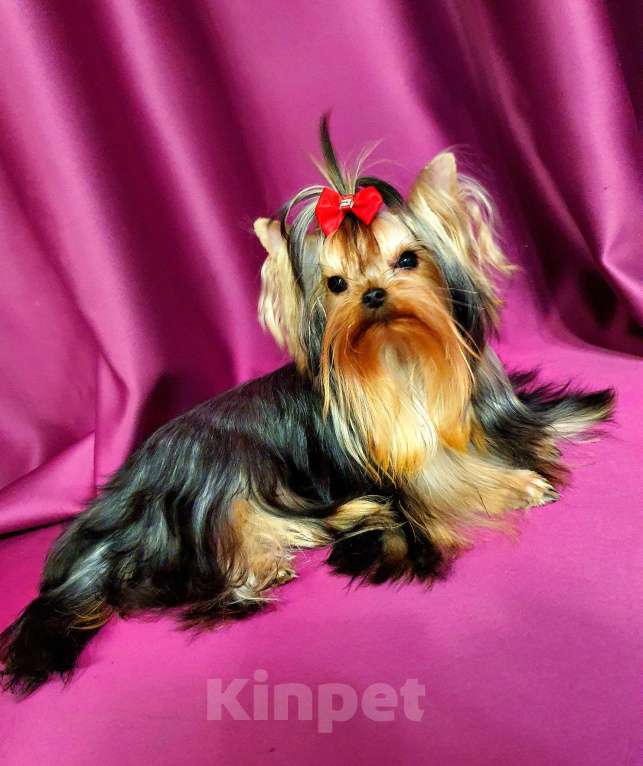 Собаки в Москве: МИНИ МАЛЬЧУГАН ПОДРОЩЕННЫЙ Мальчик, 45 руб. - фото 6