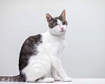 Кошки в Москве: котенок Захар Мальчик, Бесплатно - фото 5