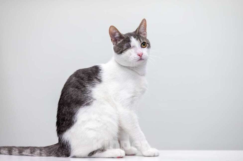 Кошки в Москве: котенок Захар Мальчик, Бесплатно - фото 5