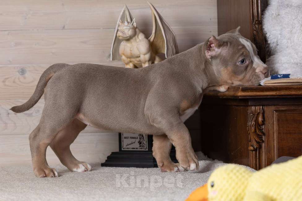 Собаки в Королеве: Американский булли Девочка, 150 000 руб. - фото 3