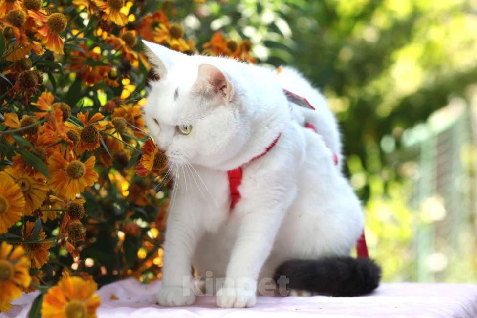 Кошки в Москве: Белоснежная кошечка в добрые руки  Девочка, Бесплатно - фото 6