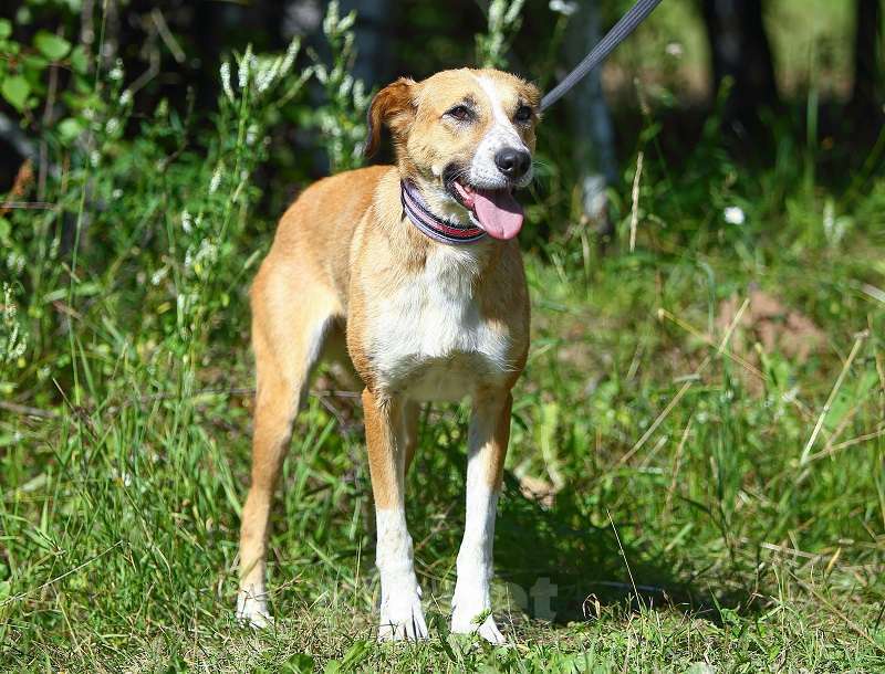Собаки в Москве: Настена, золотая собака Девочка, 1 руб. - фото 4
