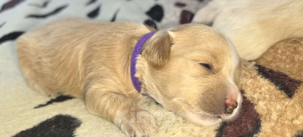 Собаки в Тюмени: Мальтипу f1 Девочка, 90 000 руб. - фото 2