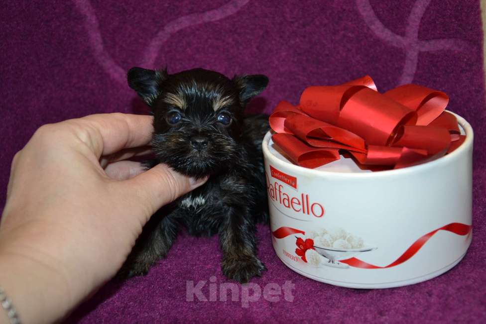 Собаки в Москве: Щенки цветного йорка Девочка, 50 000 руб. - фото 4