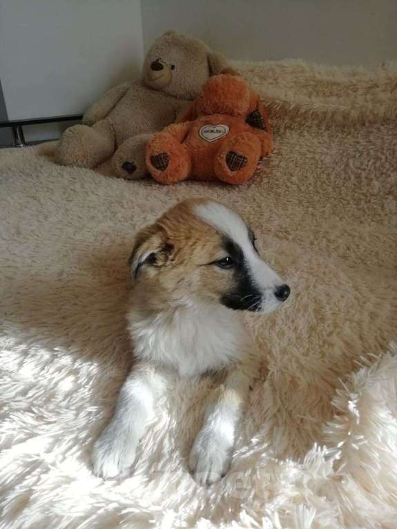 Собаки в Краснодаре: Бетховен Мальчик, Бесплатно - фото 6