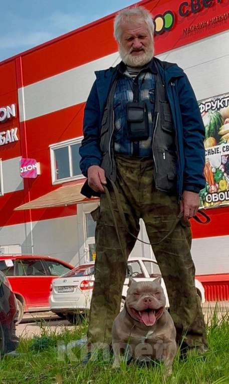 Собаки в Санкт-Петербурге: Американский Булли Мальчик, 65 000 руб. - фото 2