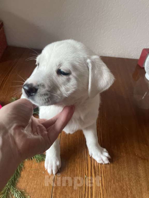 Собаки в Челябинске: Сметанка Девочка, Бесплатно - фото 2