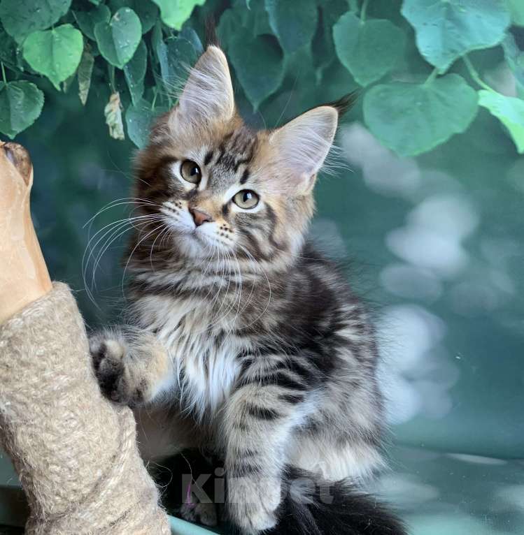 Кошки в Санкт-Петербурге: Котята мейн кун Мальчик, 50 000 руб. - фото 2
