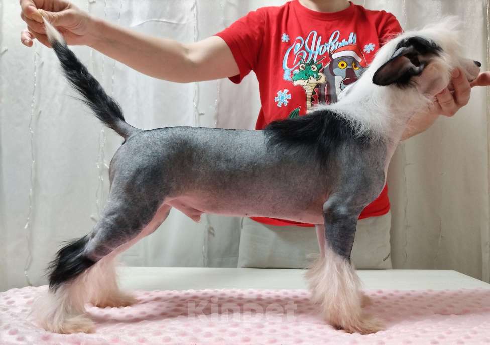 Собаки в Санкт-Петербурге: Предлагаются голые мальчики китайской хохлатой собаки Мальчик, 30 000 руб. - фото 10