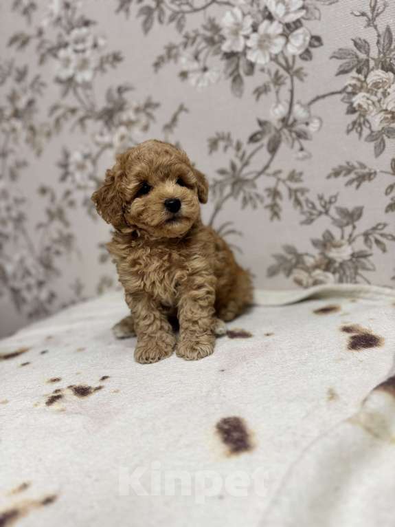 Собаки в Новосибирске: Той пудель, щенки Мальчик, 50 000 руб. - фото 5