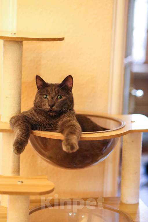 Кошки в Москве: Взрослый серый плюшевый кот в дар Мальчик, Бесплатно - фото 3