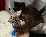 Кошки в Москве: Полосатенький котенок, которого Вы точно захотите укотовить 🤎 Мальчик, Бесплатно - фото 3