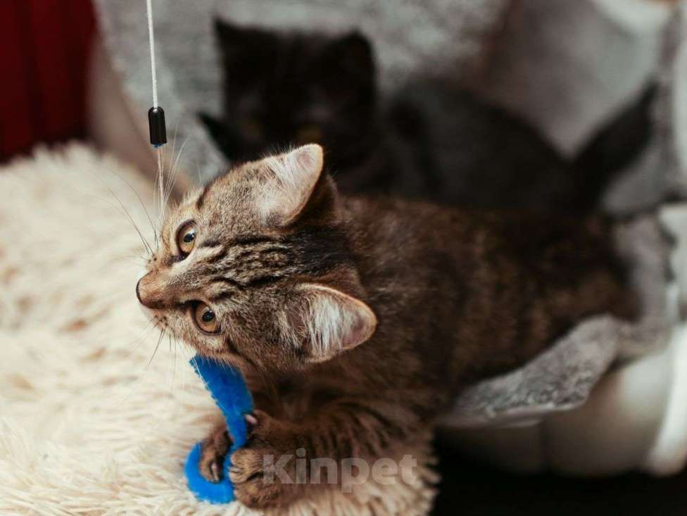 Кошки в Москве: Полосатенький котенок, которого Вы точно захотите укотовить 🤎 Мальчик, Бесплатно - фото 3
