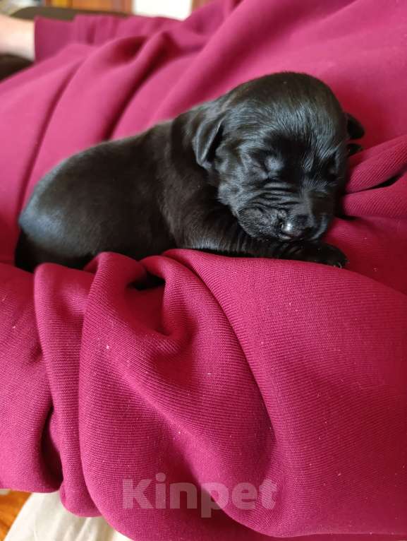 Собаки в Москве: Щеночер ризеншнауцера Девочка, 80 000 руб. - фото 1