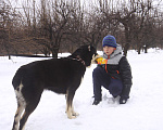 Собаки в Видном: Алабай Несси, 2 года Девочка, Бесплатно - фото 5