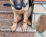 Собаки в Истре: Ками ищет хорошего хозяйна Девочка, 25 000 руб. - фото 2