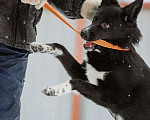 Собаки в Москве: Метис бордер-колли Маркус в добрые руки Мальчик, Бесплатно - фото 4