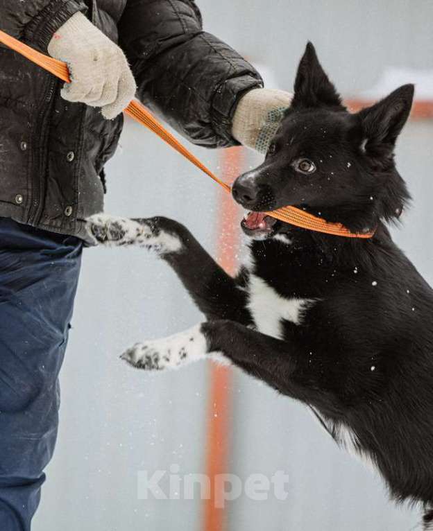 Собаки в Москве: Метис бордер-колли Маркус в добрые руки Мальчик, Бесплатно - фото 4