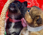 Собаки в Москве: Щенки от мамы бордер-колли в добрые руки Мальчик, 1 руб. - фото 7
