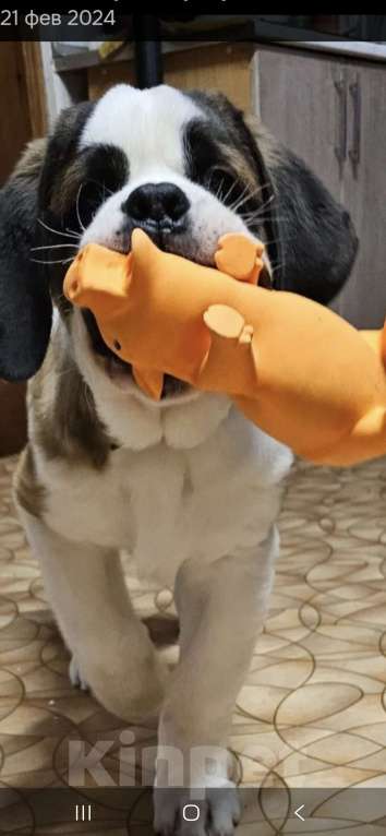 Собаки в Самаре: Малыши сенбернара Мальчик, 80 000 руб. - фото 2