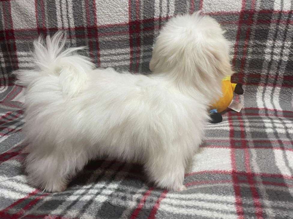 Собаки в Сургуте: Щенок Мальтезе мальчик 5 месяцев Мальчик, 100 000 руб. - фото 7