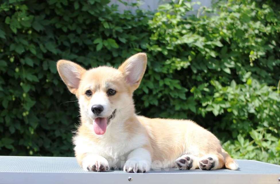 Собаки в Ставрополе: Щенок вельш корги пемброка Девочка, 60 000 руб. - фото 3