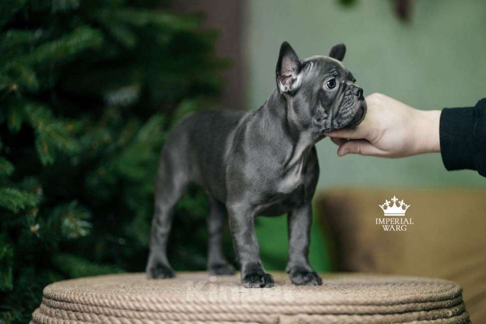 Собаки в Санкт-Петербурге: Французский бульдог щенок голубого окраса Девочка, 150 000 руб. - фото 1