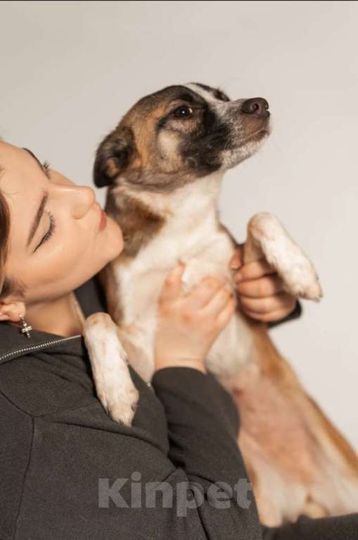 Собаки в Москве: Подстреленная малышка Салли ищет дом Девочка, 1 руб. - фото 5