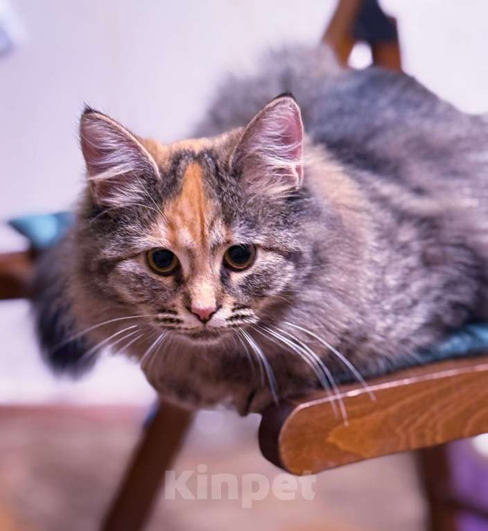 Кошки в Москве: Оливка  Девочка, Бесплатно - фото 2